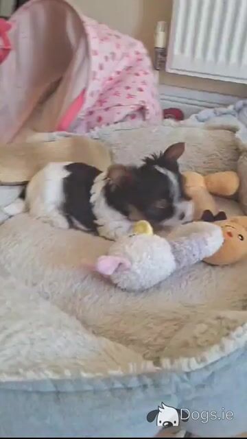 Male Biewer Terrier puppy in Roscommon - Video