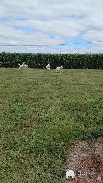 Golden Retriever puppies in Waterford - Video