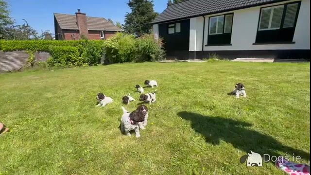 Lagotto Romagnolo (Italian Water dog) puppies in Down - Video