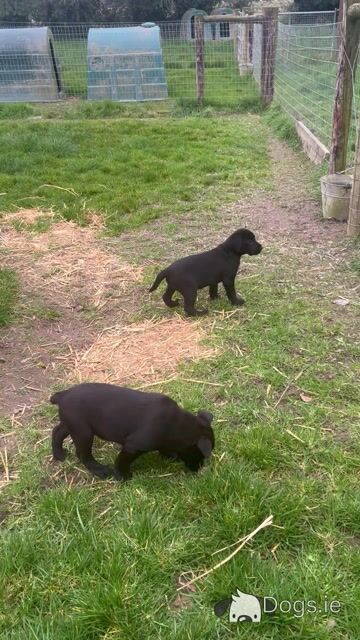 Purebred Black Labrador puppies for sale in Meath - Video