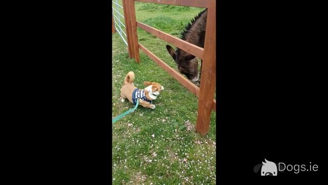 Tesla the male Jack Russell x Welsh Corgi Pembroke in Meath - Video