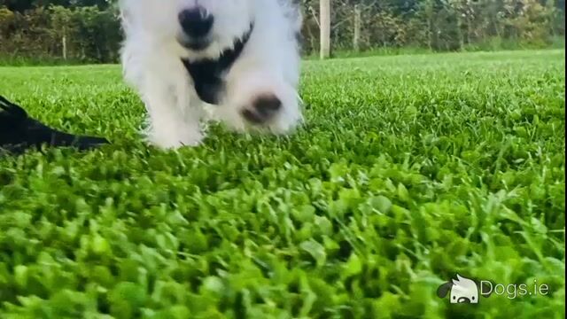 IKC Reg male West Highland Terrier puppy in Fermanagh - Video