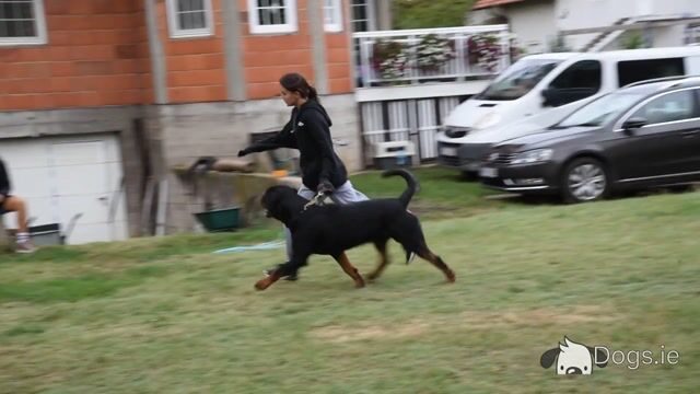 Rottweiler for sale - Video