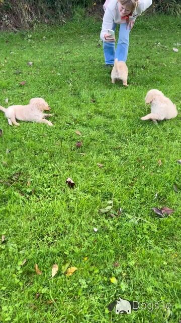 Beautiful Goldendoodle puppy in Mayo - Video
