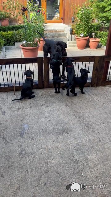 Cane Corso (Italian Mastiff) puppies for sale in Louth - Video