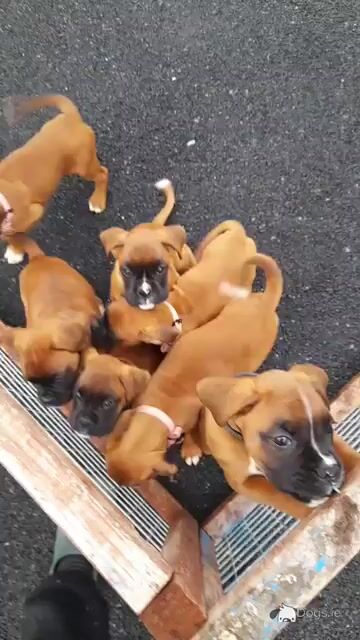Boxer Puppies for Sale - Video