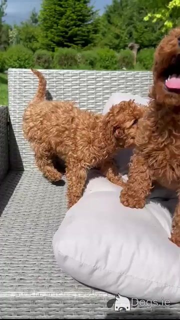 Miniature Poodle puppies 🐶 in Wicklow - Video