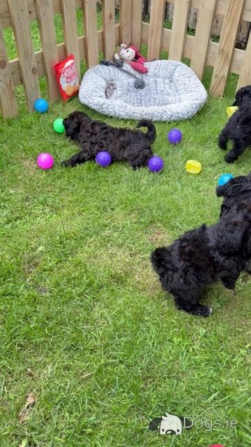 Unique Cavapoochon F1b puppies  €1300-€1500 - Video