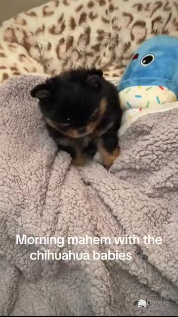 IKC Registered (pending) Exquisite Long-haired Chihuahua puppies - Thai Lines 🤍✨ in Louth - Video