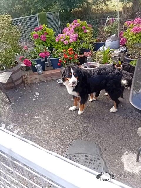 Bernese Mountain Dog puppies in Kilkenny - Video