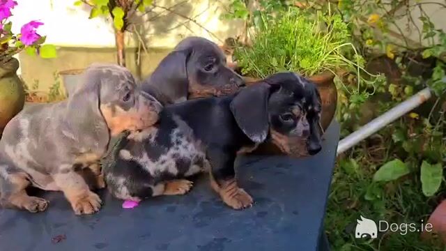 Blue miniature Dachshund puppies in Limerick - Video