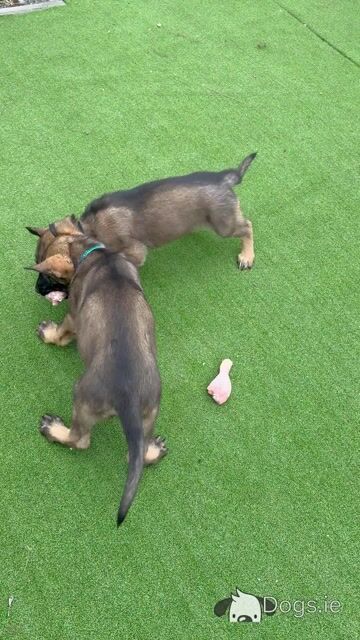German Shepherd puppies in Dublin - Video
