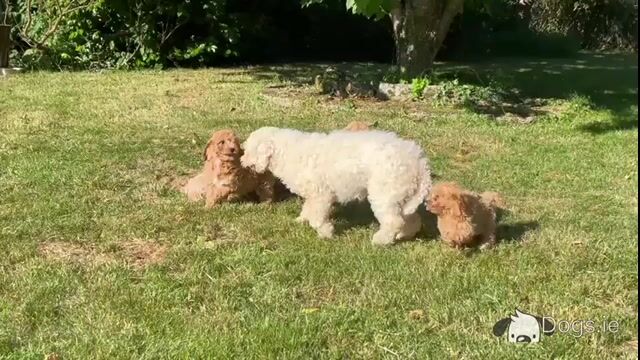 Poochon puppies in Wicklow 🐶 - Video