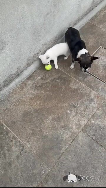 Chihuahua puppies in Dublin - Video