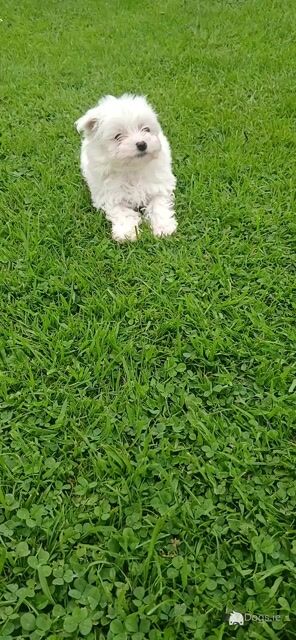 Adorable Maltese puppies - Video