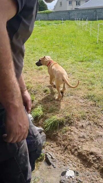 IKC Registered Great Dane puppies in Galway - Video