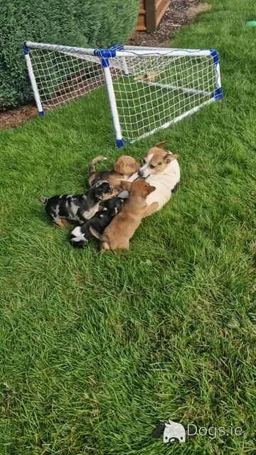 Striking Jack Russell puppies - Video