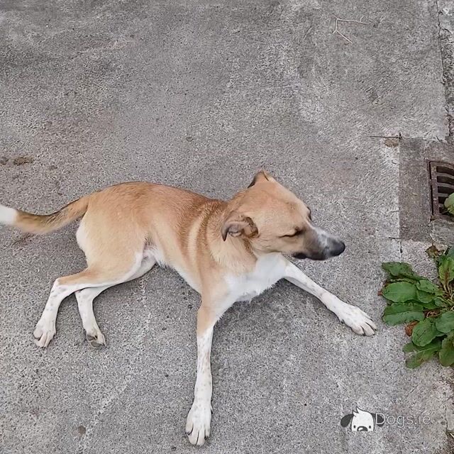 1 male Border Collie x Golden Retriever puppy 8 months old left in Limerick - playful and friendly - Video