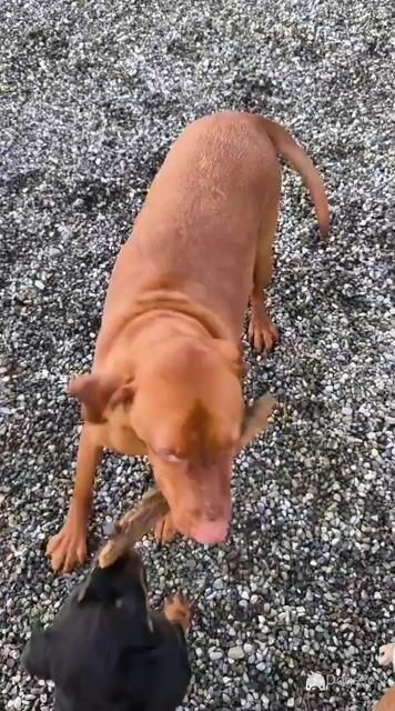 Flint is an IKC Registered male Hungarian Vizsla 4 years old in Carlow - Video