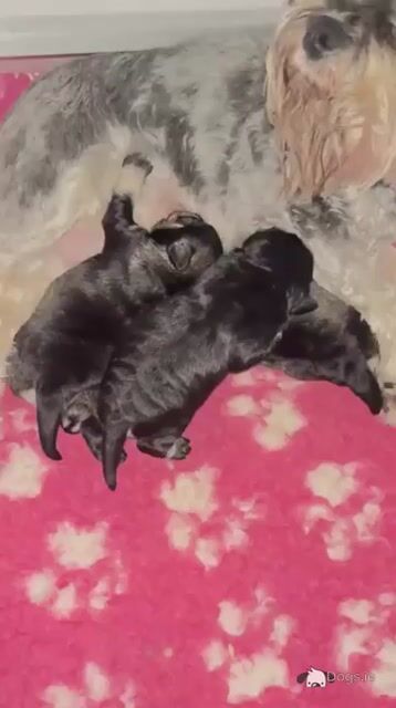 Miniature Schnauzer puppies from Genetically health tested Parents💫 - Video