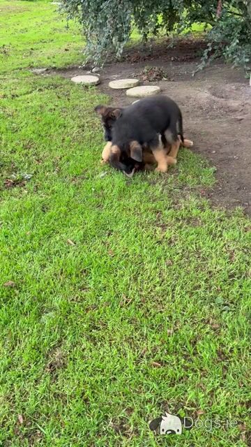 Beautiful German Shepherd puppies in Laois €650 - Video