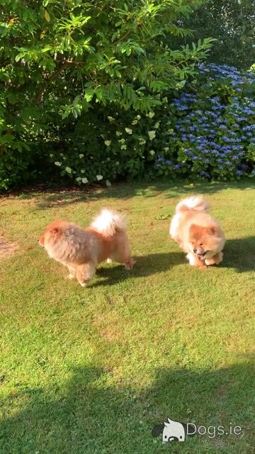 IKC Registered Chow Chows 3 years old 🐻 in Wicklow - Video