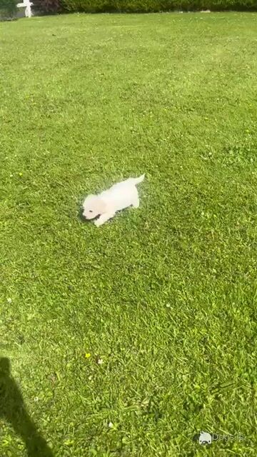 Beautiful Bichon Frise puppies in Limerick - Video