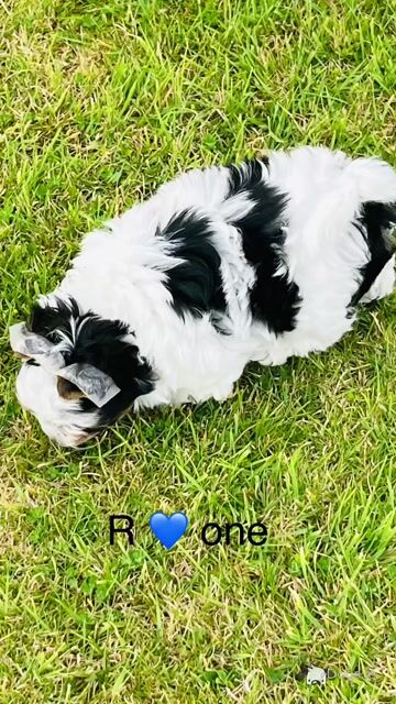 Biewer Terrier puppies in Wexford - Video