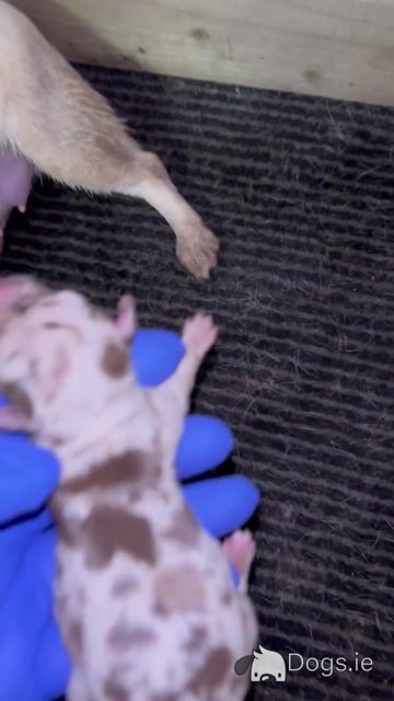 Merle Jack Russell For Stud - Video