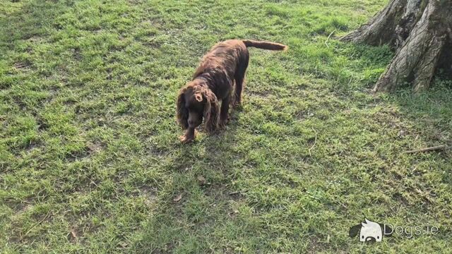 Working Pedigree IKC Registered Cocker Spaniel for stud - Video