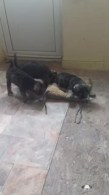 Miniature Schnauzer puppies in Kildare - Video