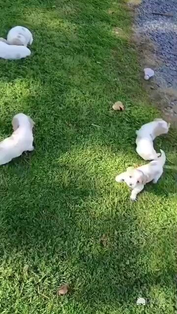 Cavachon puppies Wexford 3 female 2 male 0876925022 - Video