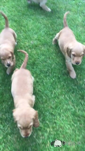 IKC Registered Cocker Spaniel - Video