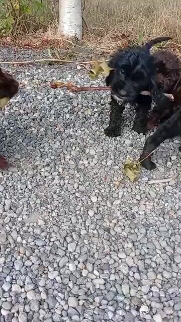 5 Cockapoo pups - Video