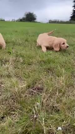 Cockapoo puppies in Kilkenny - Video