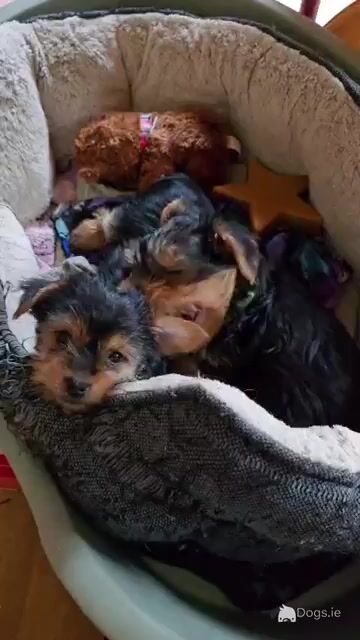 Precious Most Cutest Little Yorkshire Terrier puppies in Mayo - Video