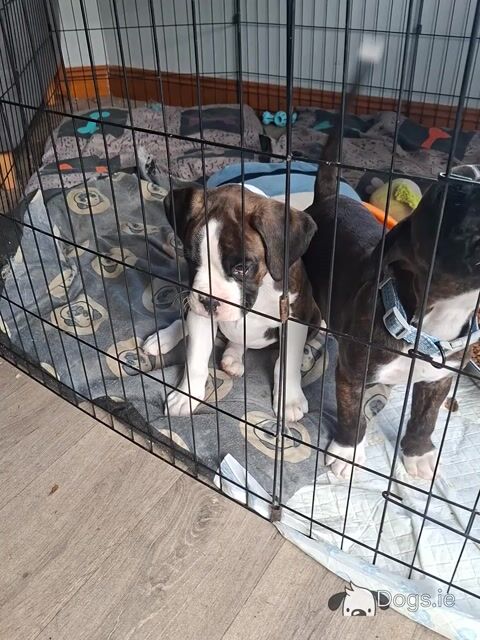 Beautiful Family Reared Boxer puppies IKC Registered (pending) in Westmeath - Video