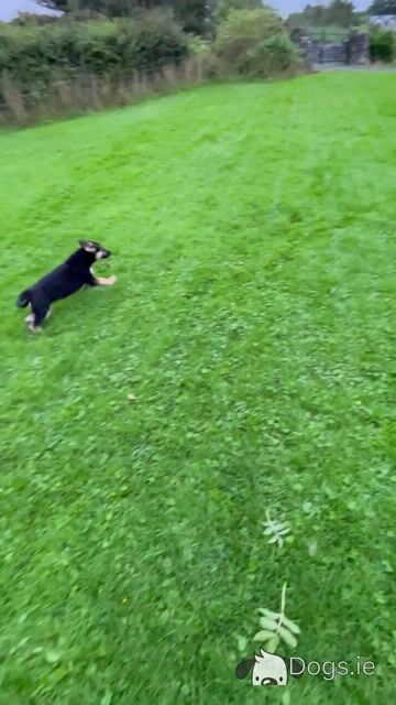 Exceptional Purebred Traditional Straight-Back German Shepherd puppies in Clare - Video