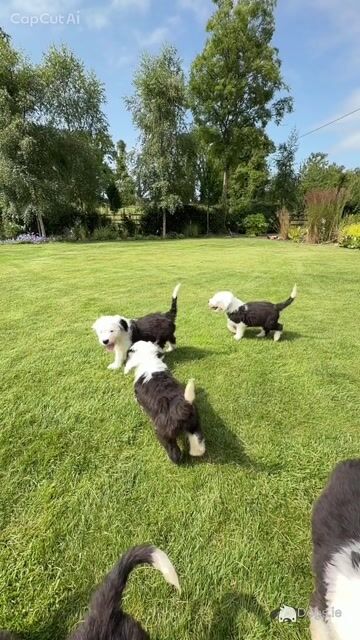 IKC Registered (pending) Old English Sheepdog puppies in Cavan. Champion Bloodlines | Shepardshollow - Video