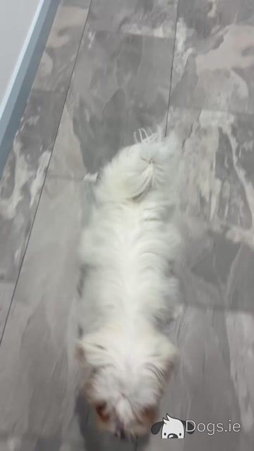 Female Maltese puppy in Dublin - Video