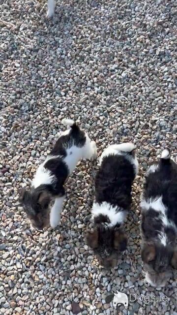 IKC Registered Pedigree Fox Terrier puppies in Kilkenny - Video