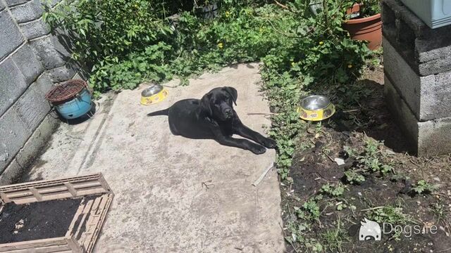 Pinky, the female Labrador puppy in Limerick - Video