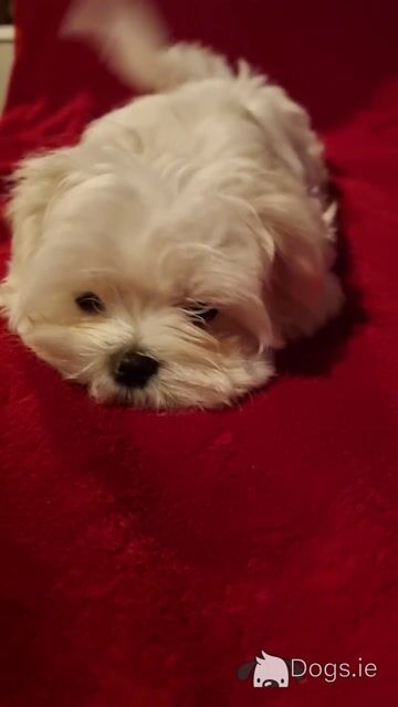 IKC Registered (pending) female Maltese puppy in Dublin  €1700 - Video