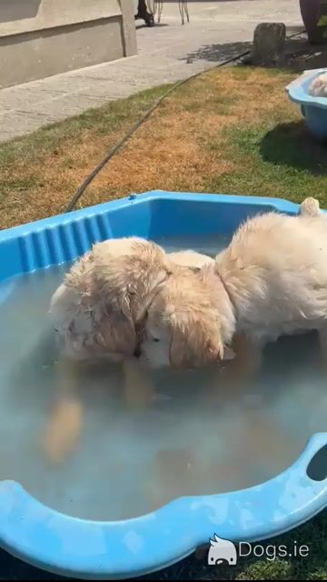 IKC Registered Golden Retriever puppies in Wexford - Video
