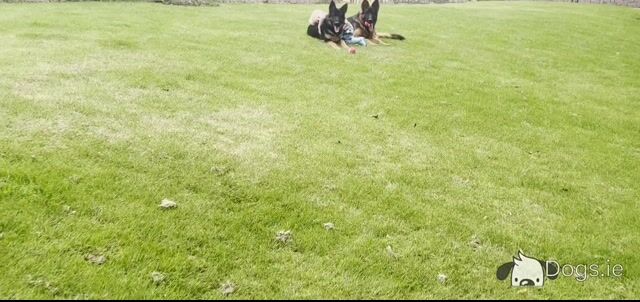 2 IKC Registered male German Shepherd puppies 9 months old in Kildare  - 7 GENERATION - Video