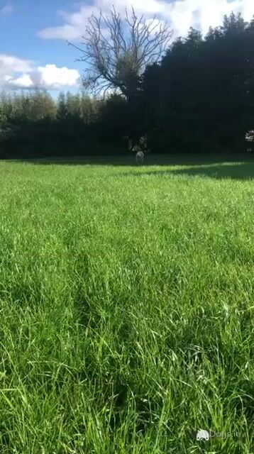 Golden Retriever for stud in Louth - Video