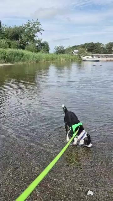 1-Year-Old Male Labradoodle for Rehoming – Westmeath - Video