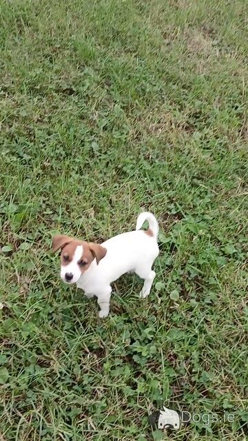 Female Jack Russell puppy + essentials in Tipperary - Video