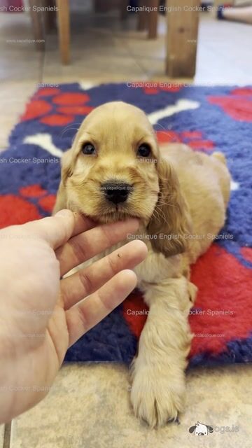Two IKC Registered (pending) health tested English Cocker Spaniel puppies in Offaly - Video