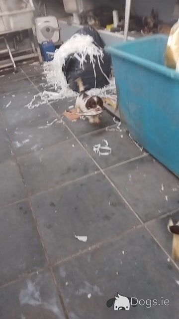 IKC Registered (pending) working Springer Spaniel puppies in Kerry - Video